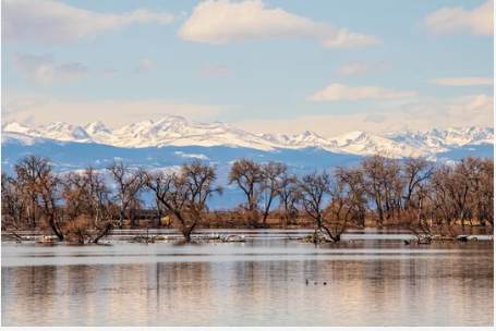 Picture with snowy mountains in the background with trees growing next to water