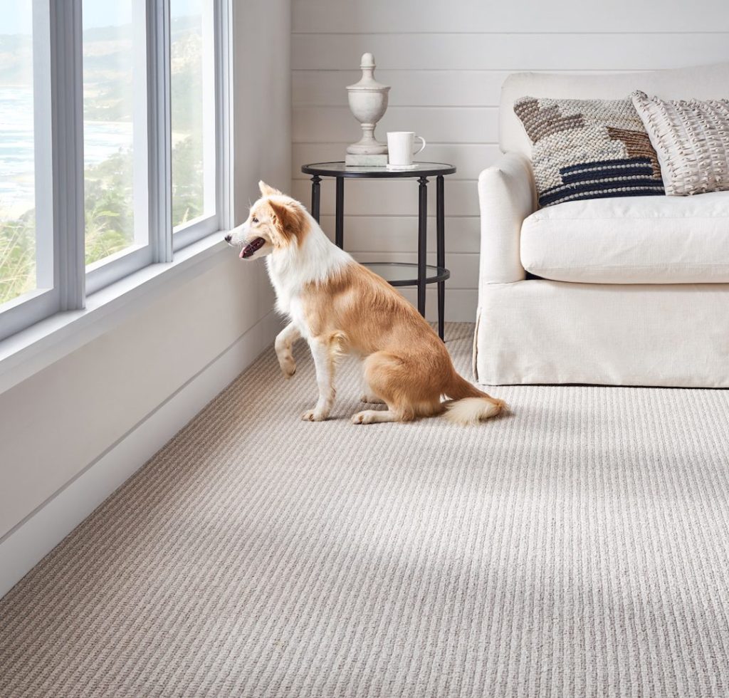 dog on carpet looking out a window